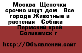 Москва! Щеночки срочно ищут дом - Все города Животные и растения » Собаки   . Пермский край,Соликамск г.